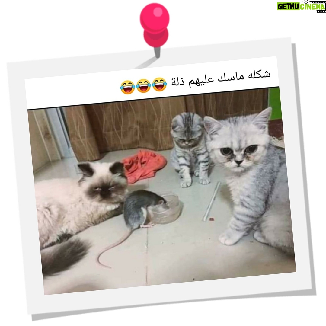 Mai Ezz ElDein Instagram - 😂#laughteristhebestmedicine #إضحك_لتنسي_همومك_وتوكل_علي_الله🙏🏻