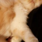 Mai Ezz ElDein Instagram - 🤣🥰❤#gucci #mycat #purring جوتشي عنده اللحمية 😂 #براءة_الحيوانات_تريح_القلب_والعين