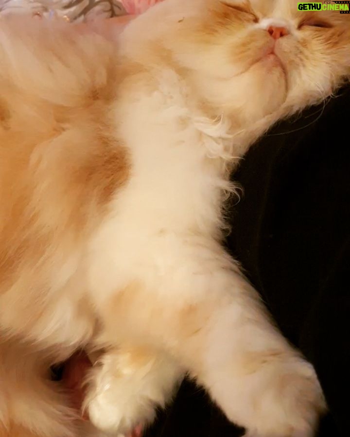 Mai Ezz ElDein Instagram - 🤣🥰❤#gucci #mycat #purring جوتشي عنده اللحمية 😂 #براءة_الحيوانات_تريح_القلب_والعين