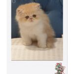 Mai Ezz ElDein Instagram - #gucci😻 #mycat 🧿🧿🧿🧿🧿 #براءة_الحيوانات_تريح_القلب_والعين . حبيبي #gucci😻 من إنتاج كيتري @pousy_hamada بشكرك علي نضافتك و ضميرك و حلاوة قططك و جدعنتك معايا ، من أنضف ال catteries إللي إتعاملت معاها.