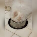 Mai Ezz ElDein Instagram - @pousy_hamada_cat 🤦🏻‍♀️ #sugar الله يسامحك يا بعيدة … هو ده اللي كيوت و نسمة و برئ و مش هيتعبني ده بينزل في الاكل بدماغه و مختل عقلياً امبارح نط يلعب في الباسكت راحت عليه نومه فنص ما هو بيلعب فكان المنظر ده 😳أما بطنه عنده أهم من أمه قال وانا قلت استنصح و أحطله لبن علشان مضطرش اقعد أنضف وشه بعد الاكل أدخل الاقي المنظر ده انا من يوم ما خدته مش لاقية وقت أكلم المنتجين من كتر ما بنضف ورا مصايبه طول اليوم قال و أول ما جبته سميته شوجر قال 😏ايه السكر بقي في الشئ اللي انتو شايفينه ده 😡ماشي يا بوسي ليكي يوم .