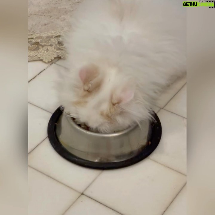 Mai Ezz ElDein Instagram - @pousy_hamada_cat 🤦🏻♀️ #sugar الله يسامحك يا بعيدة … هو ده اللي كيوت و نسمة و برئ و مش هيتعبني ده بينزل في الاكل بدماغه و مختل عقلياً امبارح نط يلعب في الباسكت راحت عليه نومه فنص ما هو بيلعب فكان المنظر ده 😳أما بطنه عنده أهم من أمه قال وانا قلت استنصح و أحطله لبن علشان مضطرش اقعد أنضف وشه بعد الاكل أدخل الاقي المنظر ده انا من يوم ما خدته مش لاقية وقت أكلم المنتجين من كتر ما بنضف ورا مصايبه طول اليوم قال و أول ما جبته سميته شوجر قال 😏ايه السكر بقي في الشئ اللي انتو شايفينه ده 😡ماشي يا بوسي ليكي يوم .
