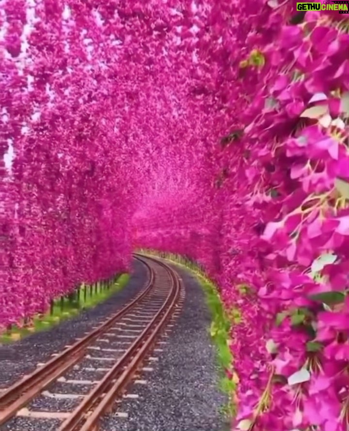 Mai Ezz ElDein Instagram - 🌸 اللهم مع رحيل رمضان خذ معه همنا و تعبنا و ذنوبنا اللهم أرزق قلوبنا رآحة و طمأنينة و سلام اللهم فرحة ننتظرها طويلًا فحقهها لنا يا الله 🙏🏻 #عيدسعيد🎈