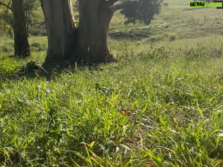 Maia Mitchell Instagram - Home is where the critters will get ya 🥰🦋💘