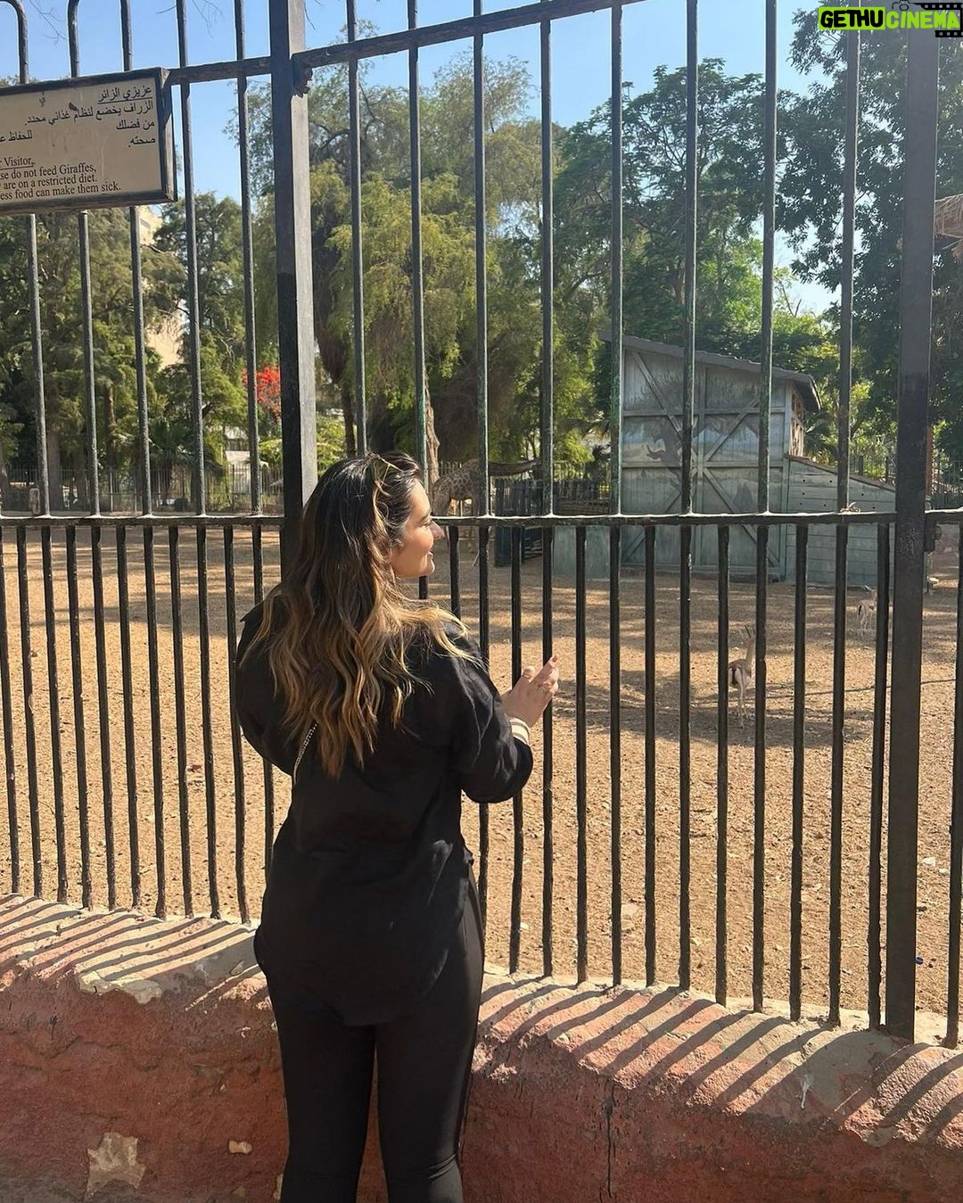 Malak Ahmed Zaher Instagram - Happiest 21 year old kid in the world 😅 This is how i spent my day, went to the zoo to see my favorite animal 🦒 then went to eat my favorite meal since i was 12 , and lastly went home to the sweetest surprise from the closest people to my heart❤️ isn't this the best birthday anyone could ever ask for ? It's always the little things that make me happy, can't thank you guys enough for making my day so special i love you all..you know yourselves 🥰 عيد ميلادي ال ٢١ كان مختلف نقدر نقول ان بالمنظر ده لما جمعت الصور ورا بعض و شفت انا قضيت يومي ازاي لا ده عيد ميلادي ال ١٢ كده🤪😂 دايما الحجات الصغيرة هي الي بتبسطني و كفايا وجود الناس الي بحبها جمبي و احساسي بحبهم و انهم عايزين يسعدوني عايزة اشكرهم واحد واحد و اقلهم اني بحبهم اوي و انهم غاليين عندي اوي و هما عارفين نفسهم💙