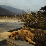 Malavika Mohanan Instagram - Home in the Himalayas 🇧🇹 @thepostcarddewa