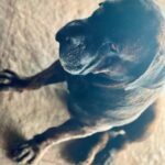 Malti Chahar Instagram - Who doesn’t like dogs!?🤷🏻‍♀️ Meet Euro- laziest dog I have ever met and he doesn’t give a Damn about anything..not even food!🙄 P.C.- @jyoti_chahar_03 #doglover #dogoftheday Goa, India