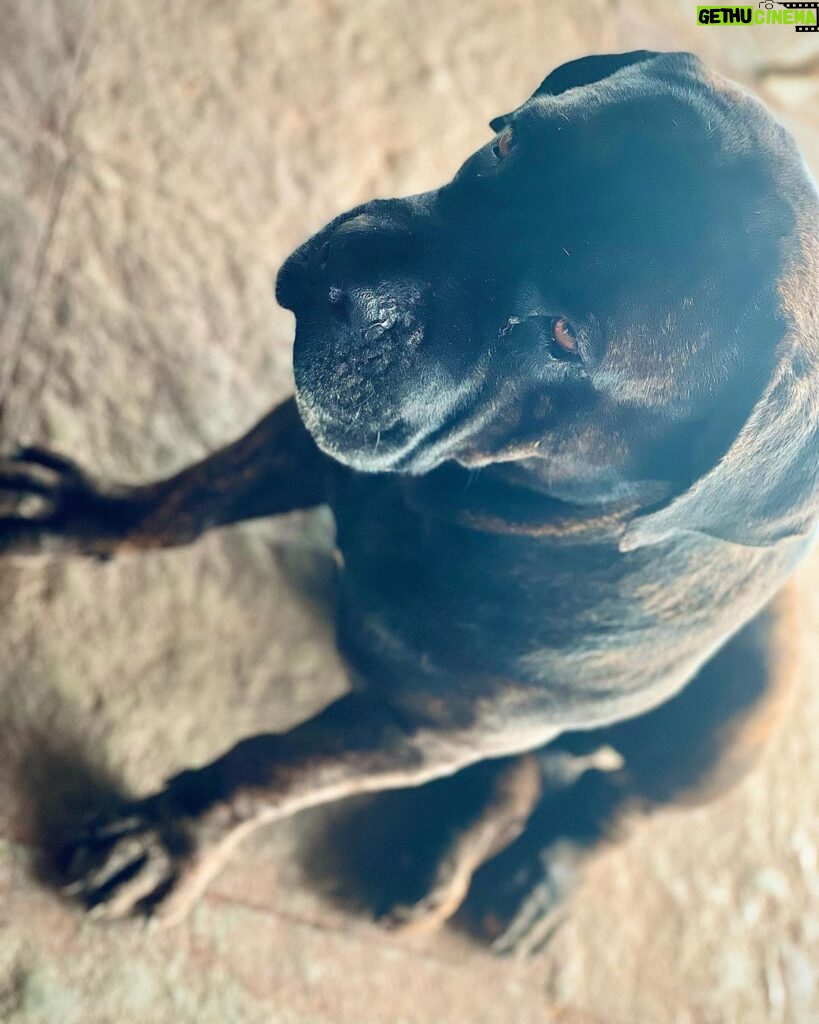 Malti Chahar Instagram - Who doesn’t like dogs!?🤷🏻‍♀️ Meet Euro- laziest dog I have ever met and he doesn’t give a Damn about anything..not even food!🙄 P.C.- @jyoti_chahar_03 #doglover #dogoftheday Goa, India