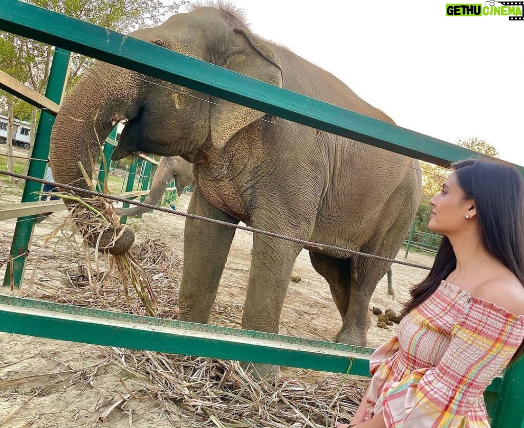 Malti Chahar Instagram - Amazing work done by @wildlifesos in rescuing and taking care of these cute elephants❤️🐘 Wildlife SOS Elephant Conservation and Care Center