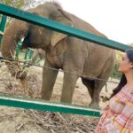 Malti Chahar Instagram - Amazing work done by @wildlifesos in rescuing and taking care of these cute elephants❤️🐘 Wildlife SOS Elephant Conservation and Care Center