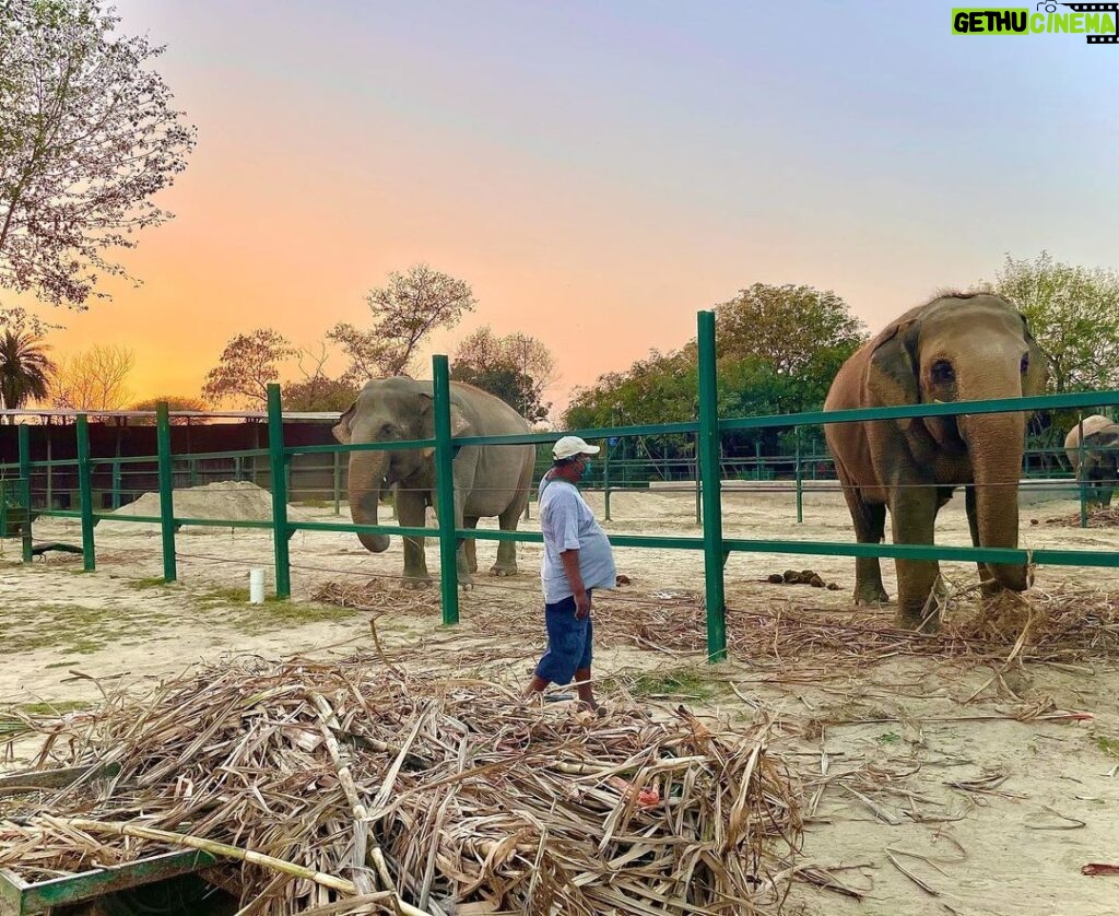 Malti Chahar Instagram - Amazing work done by @wildlifesos in rescuing and taking care of these cute elephants❤️🐘 Wildlife SOS Elephant Conservation and Care Center