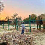 Malti Chahar Instagram - Amazing work done by @wildlifesos in rescuing and taking care of these cute elephants❤️🐘 Wildlife SOS Elephant Conservation and Care Center