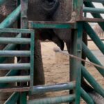 Malti Chahar Instagram - Amazing work done by @wildlifesos in rescuing and taking care of these cute elephants❤️🐘 Wildlife SOS Elephant Conservation and Care Center
