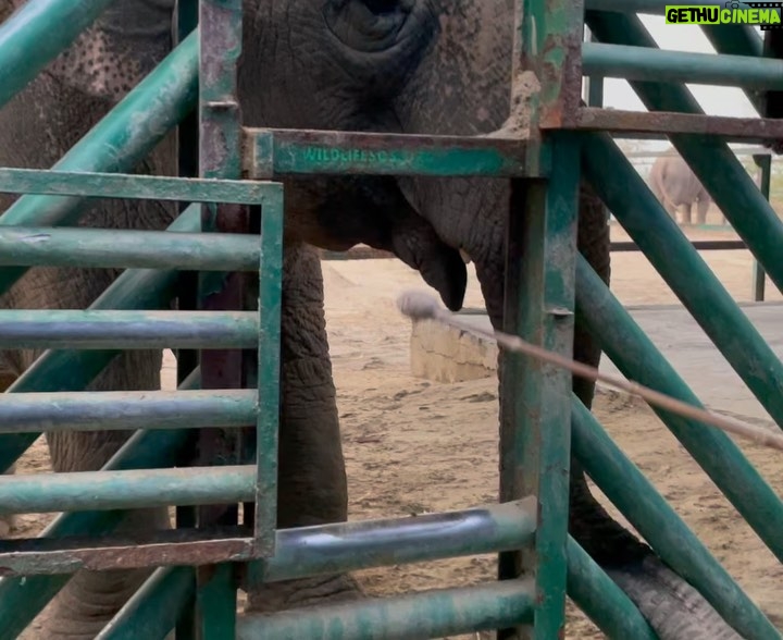 Malti Chahar Instagram - Amazing work done by @wildlifesos in rescuing and taking care of these cute elephants❤️🐘 Wildlife SOS Elephant Conservation and Care Center