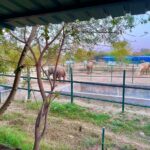Malti Chahar Instagram - Amazing work done by @wildlifesos in rescuing and taking care of these cute elephants❤️🐘 Wildlife SOS Elephant Conservation and Care Center