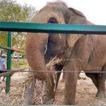 Malti Chahar Instagram - Amazing work done by @wildlifesos in rescuing and taking care of these cute elephants❤️🐘 Wildlife SOS Elephant Conservation and Care Center