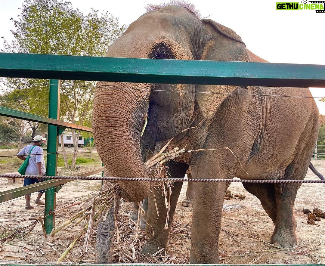 Malti Chahar Instagram - Amazing work done by @wildlifesos in rescuing and taking care of these cute elephants❤️🐘 Wildlife SOS Elephant Conservation and Care Center