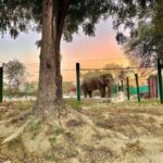 Malti Chahar Instagram - Amazing work done by @wildlifesos in rescuing and taking care of these cute elephants❤️🐘 Wildlife SOS Elephant Conservation and Care Center