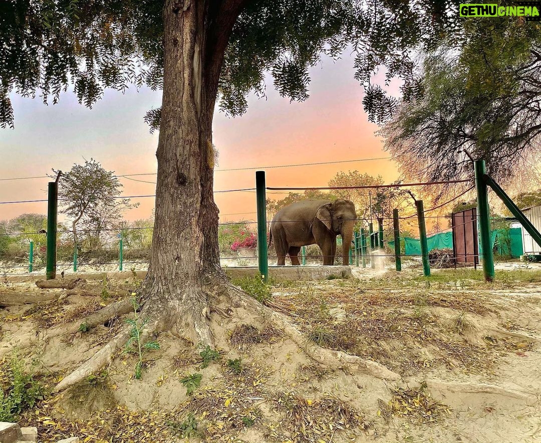 Malti Chahar Instagram - Amazing work done by @wildlifesos in rescuing and taking care of these cute elephants❤️🐘 Wildlife SOS Elephant Conservation and Care Center