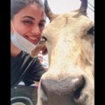 Malti Chahar Instagram - Goodnight guys And love from me and my new friend Elizabeth 😃 It’s a selfi 🤳 taken by her..and she is pretty serious about it 😄❤️