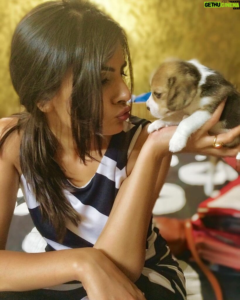 Malti Chahar Instagram - ❤️ #beagle #sunday