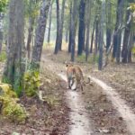 Malti Chahar Instagram - First jungle safari, first tiger spotted ( her name is Bindiya) and many selfies with these cuties 😉❤️ #jungle #junglesafari #tiger #wildlife #nature #wild