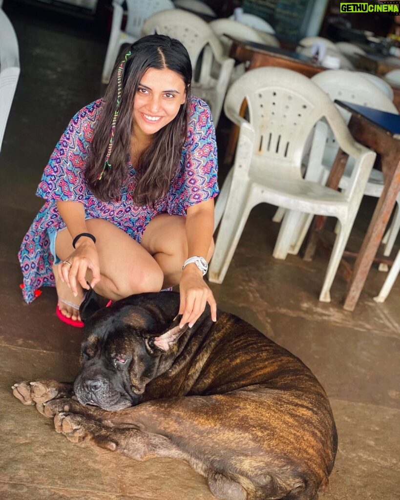 Malti Chahar Instagram - Who doesn’t like dogs!?🤷🏻‍♀️ Meet Euro- laziest dog I have ever met and he doesn’t give a Damn about anything..not even food!🙄 P.C.- @jyoti_chahar_03 #doglover #dogoftheday Goa, India