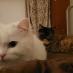 Manjima Mohan Instagram - Every time I tell someone "I don't want to leave my cats alone so I won't be able to make it", they tell me "but it's just a cat!" And that sometimes is the most annoying thing to hear cos they might be just cats or dogs to you but to people like me they are our home, our children!❤️ Anybody who has ever had a furry friend or still has will agree with me on this! My cats are my everything, and I am obsessed with them! Every time I step out all I worry is about them! And I have come into terms with the fact that I ll always be like that no matter what! 💯 Anyone else like me here🙈