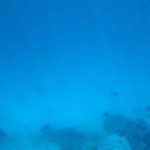 Manushi Chhillar Instagram - The perfect morning ☀️☀️ Happy skin, some snorkel swims, a good read, good food and best company 💙🐠🏖️🌴💚 . #JumeirahMaldives #MakePlansHolidays Jumeirah Maldives
