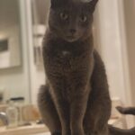 María Gabriela de Faría Instagram - Buenos días from my partner in crime ❤️🐱🐀 #EleanorRigby Miami, Florida