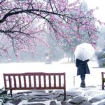 Marimar Vega Instagram - Cherry blossoms, nieve y una niña muy feliz @leicacameramx 📸. Japón - 日本