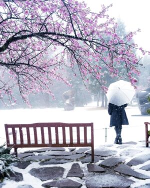 Marimar Vega Instagram - Cherry blossoms, nieve y una niña muy feliz 

@leicacameramx 📸.
