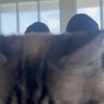 Marisol Nichols Instagram – Anyone else’s cat THIS loud? 🐱😂
Sound on