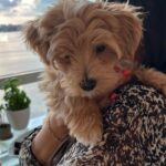 Marisol Nichols Instagram – Obsessed with my friend @nicole.tabs pup. 
Meet the adorable @captainlouisv