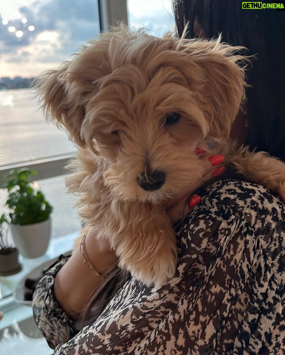Marisol Nichols Instagram - Obsessed with my friend @nicole.tabs pup. Meet the adorable @captainlouisv