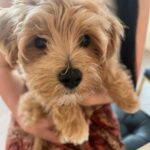 Marisol Nichols Instagram – Obsessed with my friend @nicole.tabs pup.
Meet the adorable @captainlouisv