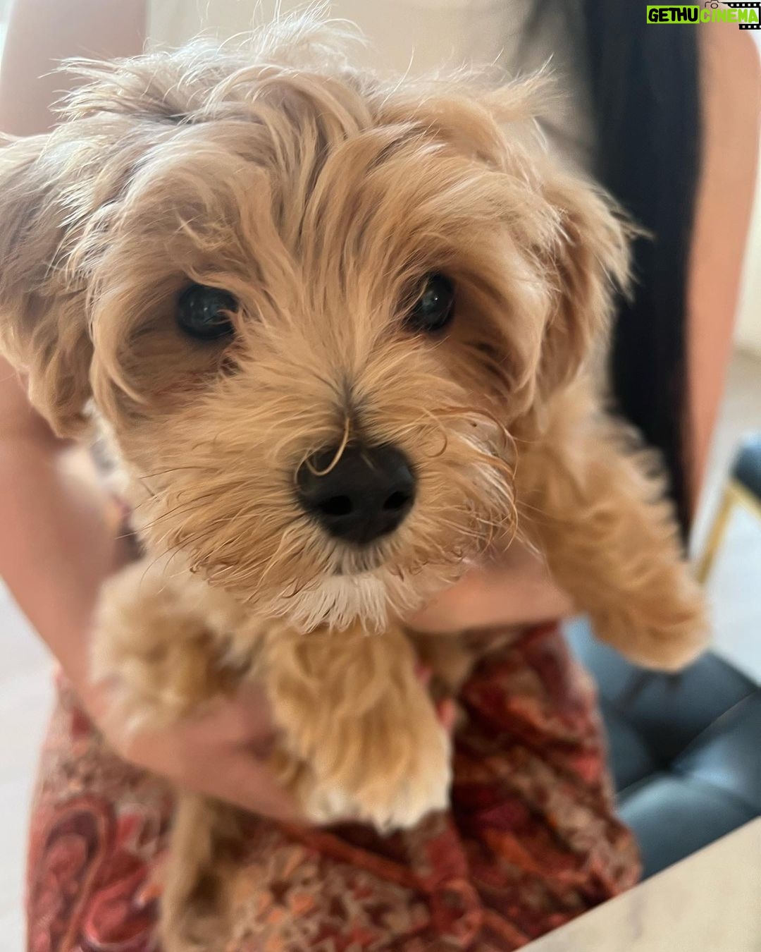 Marisol Nichols Instagram - Obsessed with my friend @nicole.tabs pup. Meet the adorable @captainlouisv