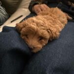 Marisol Nichols Instagram - Christmas came early!!! 🌲🌲🌲 Meet Butterscotch ♥️🐶♥️ I’m overwhelmed with happiness! #puppy #christmaspuppy #dogsofinstagram