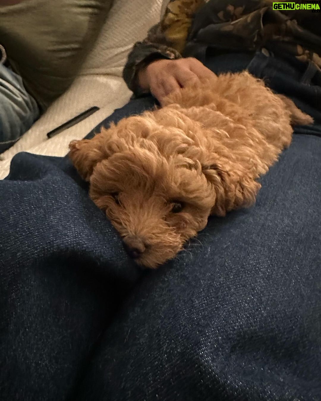 Marisol Nichols - 15.4K Likes - Christmas came early!!! 🌲🌲🌲
Meet Butterscotch ♥️🐶♥️
I’m overwhelmed with happiness!
#puppy #christmaspuppy #dogsofinstagram