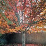 Marisol Nichols Instagram – Fall’s palette is in full bloom.🍁