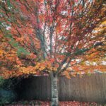 Marisol Nichols Instagram - Fall's palette is in full bloom.🍁