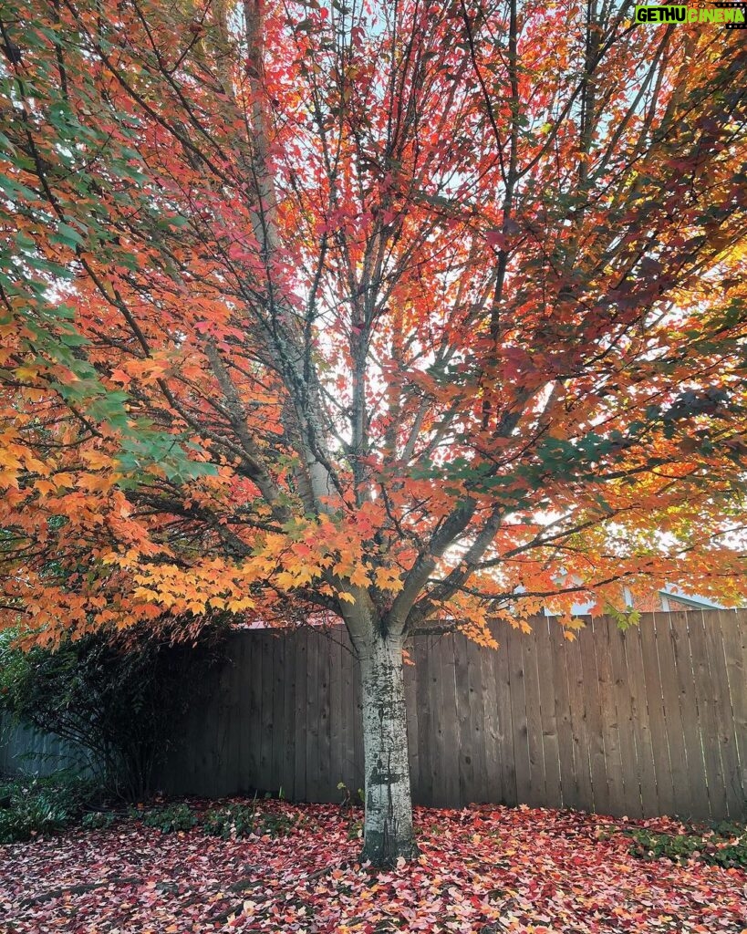 Marisol Nichols Instagram - Fall's palette is in full bloom.🍁
