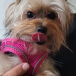 Marjorie de Sousa Instagram - Les quiero contar de algo que para mi es importante 🥰 como mamá perruna debo cuidar y mantener la salud de mi bebé al cien 😁y una de las formas de cuidado para mi bebé es cuidar sus dientes 😃 cuqui acaba de cumplir un año y todavía no muda sus dientes de leche y ya le salieron los nuevos, debo esperar para que solitos se les caiga, pero mientras esto ocurre debo mantener sus dientes desde ya muy limpios. Lo que más me gusta de llevar a cuqui con @marianvalerooficial es que antes de hacerles la limpieza y los relaja 🥰cosa que no ocurre en los procedimientos normales cuando les colocan anestesia y más, OJOOO NO ESTOY EN CONTRA Y CADA QUIEN PUEDE LLEVAR A SUS PERROS DONDE MEJOR LES VA Y LES GUSTE. Yo viví algo feo con musa mi otra perrita y es que se puso mal con anestesia, así que les recomiendo que estén al pendiente de los dientes de sus bebés para que no tengan acumulación de comida y sea tarde. Quieres saber más sobre que técnica usa Marian y ver videos 🔜 síguela @marianvalerooficial #miami #perroshijos #nuestrasmascotas #cuidaranuestrasmascotas 😍🥰