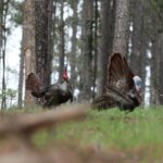 Mark Calaway Instagram - It was at that moment “Tom” realized he had made a very big mistake! I would like to thank @tylerjordan and @realtreeoutdoors for the excellent turkey hunt! I’m definitely hooked and can’t wait to do it again! #retayshotguns #realtree365 #theofficalbonecollector #realtreeroadtrips #ninelineapparel #mikewaddell Alabama