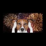 Mark Hamill Instagram - Wishing you all a wonderful #July4th , while reminding you all that dogs (& most pets) HATE FIREWORKS & suggesting that maybe you all should just watch them on TV instead.