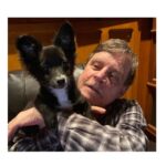 Mark Hamill Instagram - As far as I'm concerned, EVERY day is #NationalDogDay I'm pretty sure @ChelseaHamill & #HamillFurballs (@millsthemagnificent, @marvellousmsmabel & @fulloftrixs) all agree.