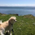 Mark Hamill Instagram - Magical Memories of Ireland 🇮🇪 #HappyStPatricksDay2023 ☘️