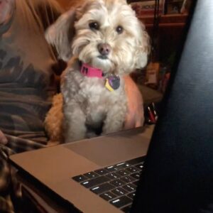 Mark Hamill Instagram - Wishing Mabel the happiest 6th birthdays for all the joy she brings us on a daily basis. She’s part cocker, part poodle, part Muppet & 💯% rescue! 🎂🐶❤️😍👍