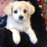 Mark Hamill Instagram - For Millie: 🎂A celebrated member of the Hamill family since 2012, she's been around the globe on every job I've had since. London, Serbia, Vancouver, Prague, Ireland and even Alabama(!) Can't imagine my life without her, and yes, she does have her own passport. #DelightfulDivaDoggie