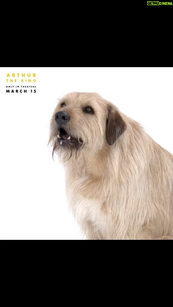 Mark Wahlberg Instagram - Listen to Arthur and go see #ArthurTheKing in theaters in ONE WEEK! 🐶👑❤️ @arthurthekingmovie